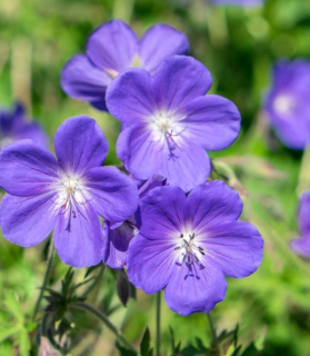 Geranium wallichianum 'Bloom Me Away'